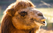 Des chamans sibériens défendent l'immolation de chameaux face aux critiques