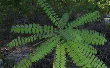 L’association Conservation Tetiaroa poursuit ses missions de préservation de la biodiversité de Tetiaroa