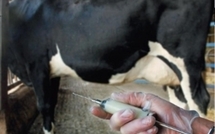 L'OMS et la FAO veulent une surveillance des antibiotiques pour des animaux