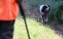 Chasse à courre: la grâce pour les animaux aux abois en zone habitée
