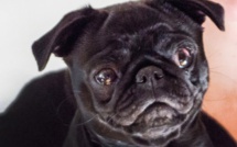 Une famille endettée? Sa chienne est saisie et vendue sur eBay