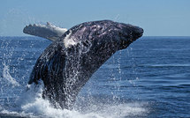 La baleine, dans l'assiette ou dans les jumelles, star très convoitée d'Islande