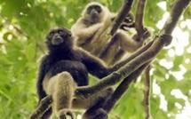 Nouvelle colonie de gibbons découverte au Vietnam