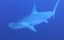 Un havre pour requins-marteaux découvert aux Galapagos