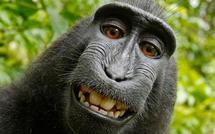 Un singe vole un appareil photo et se tire un splendide autoportrait