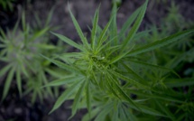 Le cannabis testé chez des malades de Parkinson à Marseille