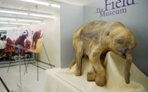 Le mammouth et la souris: des cellules "réveillées" après 28.000 ans