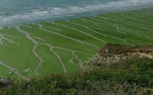 Algues vertes : la mort en série de sangliers sur une plage relance le débat