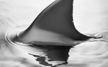 Côtes françaises de la Méditerranée: une nursery pour requins