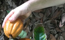 Pour ses 10 ans, Couleur cacao lance une tablette 100% locale (et ouvre ses portes)