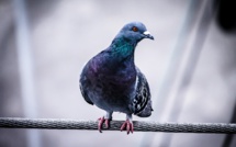 Un pigeon voyageur vendu 1,25 million d'euros en Belgique, record mondial