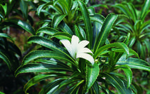 Actes de vandalisme: 5 pieds de Tiare Apetahi détruits au Te Mehani rahi