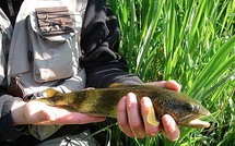 Pollution du Doubs: plainte d'associations suisses au Conseil de l'Europe