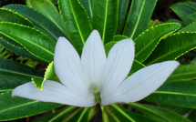 Légende du tiare Apetahi