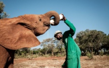 Au Kenya, les éléphanteaux choyés de l'orphelinat Sheldrick