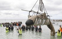 Un baleineau échoué sur la plage reprend le large mais sans sa mère