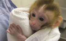 Un bébé singe montre la voie pour contourner la stérilité d'enfants après un cancer