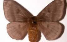 Une commune de Guyane sous couvre-feu pour cause de papillons urticants