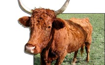 En Bavière, une vache évadée mise à prix 10.000 euros...