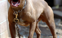 Une fillette de 4 ans tuée par un pitbull en Australie