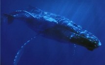 En Californie, les baleines doivent se frayer un passage entre les tankers