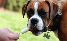 Nestlé lance la glace pour chiens allergiques au lait aux Etats-Unis