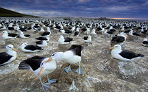 Réchauffement: plantes et animaux réagissent plus vite qu'attendu