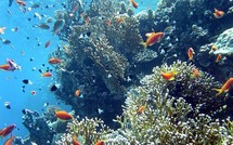 Australie: appel à protéger la biodiversité unique de la mer de Corail