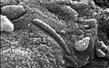 Des fossiles de microbes datant de 3,4 milliards d'années découverts en Australie