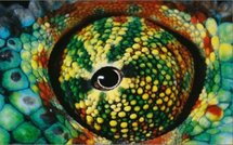 La Terre a 8,7 millions d'espèces vivantes, selon une nouvelle estimation