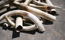 Tanzanie: plus de 1.000 défenses d'éléphants saisies à Zanzibar