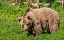 40 ours décomptés dans les Pyrénées en 2018