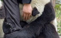 USA: les animaux du zoo de Washington ont senti l'arrivée du séisme