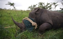 Le massacre des rhinos sud-africains touche désormais les réserves privées