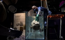 Insolite plongée au fond des océans à la Grande Galerie de l'Evolution