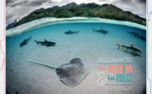 Apprendre à reconnaître les raies et requins