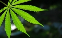 NZélande: elle vient au commissariat récupérer son sac...bourré de cannabis