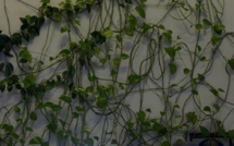 Des légumes rustiques relancés grâce à la mémoire russe des semences