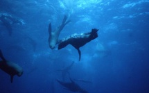 Carnet de voyage - 1797-1798 : Fanning, découvreur mais aussi massacreur…