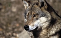Une femme mordue par un loup qu'elle gardait chez elle parmi 85 animaux
