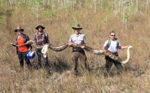 Un python de plus de 5 mètres capturé en Floride