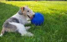 Le chien Billy sauvé des eaux