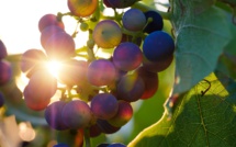 La Géorgie veut faire pousser des vignes sur Mars