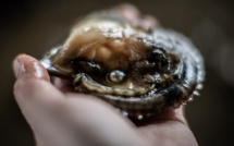 Akoya, la petite perle sacrée du Japon