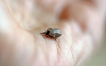Maladie de Lyme: les associations dénoncent "l'échec" du plan national