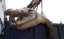 Des défenseurs des animaux demandent de rendre sa liberté au crocodile tueur