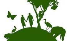 Il y a 40 ans, la mort de loutres déclenchait la naissance de Greenpeace