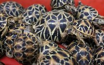 Thaïlande: la douane saisit des milliers d'animaux en voie de disparition