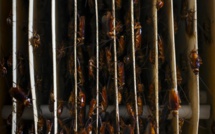 Cafard laqué ou pimenté? En Chine, la bestiole s'introduit dans les assiettes