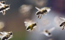 Les abeilles de Notre-Dame sont sauvées